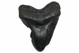 Fossil Megalodon Tooth - South Carolina #360780-1